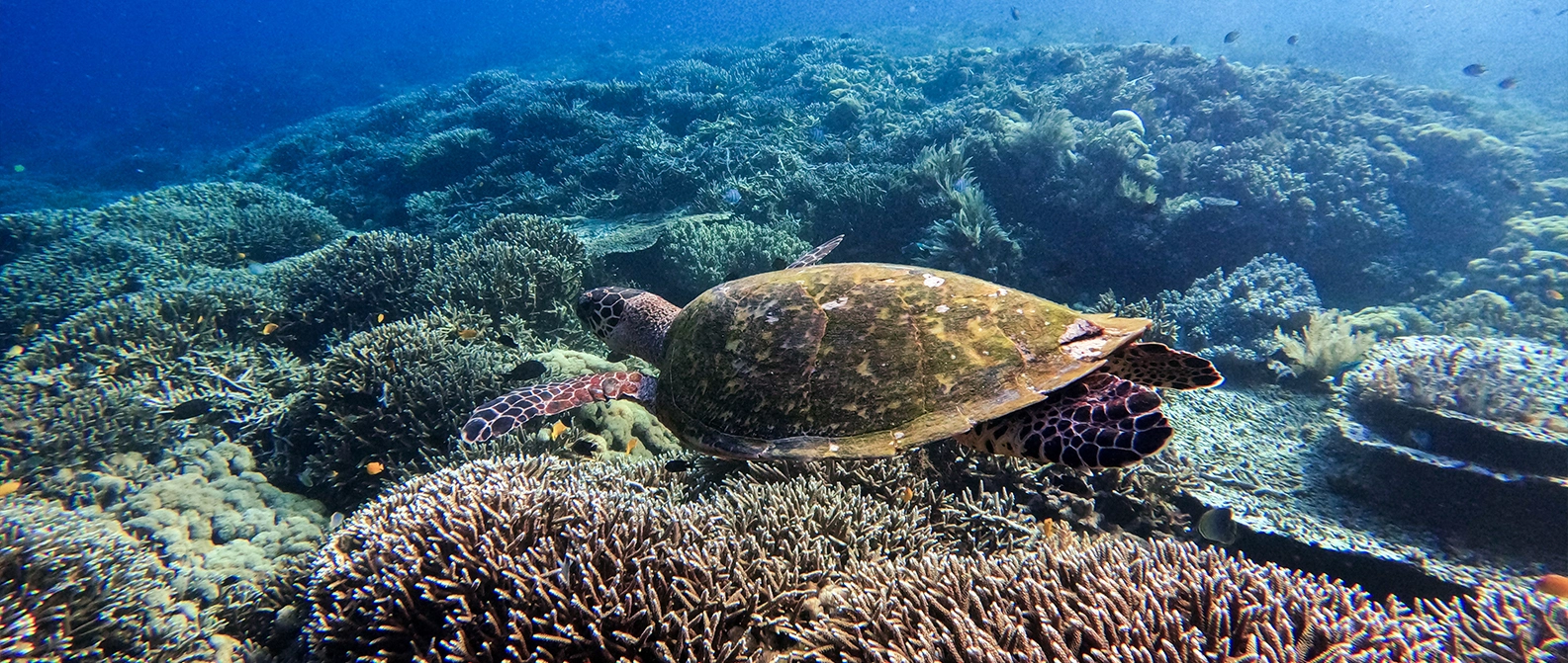 Manta ray swimming with a snorkeler in Komodo National Park